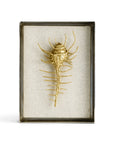 Michael Aram Venus Comb Shell Fabric Shadow Box